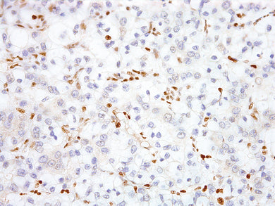 GeneAbTM TFE3 [IHC672] on Kidney