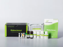 Mouse ERb (Estrogen Receptor Beta) CLIA Kit