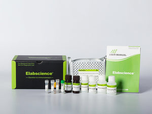 Rat SHBG (Sex Hormone-Binding Globulin) CLIA Kit