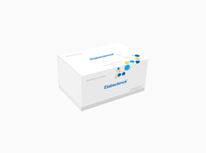 ENR (Enrofloxacin) ELISA Kit