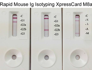 Rapid Mouse Monoclonal Antibody Isotyping Kit-2 (20 tests)