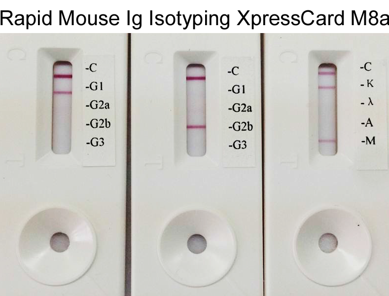 Rapid Mouse Monoclonal Antibody Isotyping Kit-2 (20 tests)