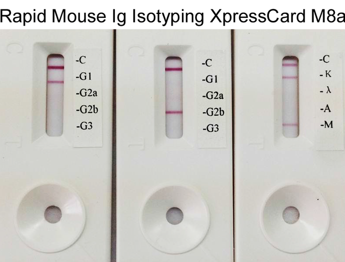 Rapid Mouse Monoclonal Antibody Isotyping Kit-2 (5 tests)