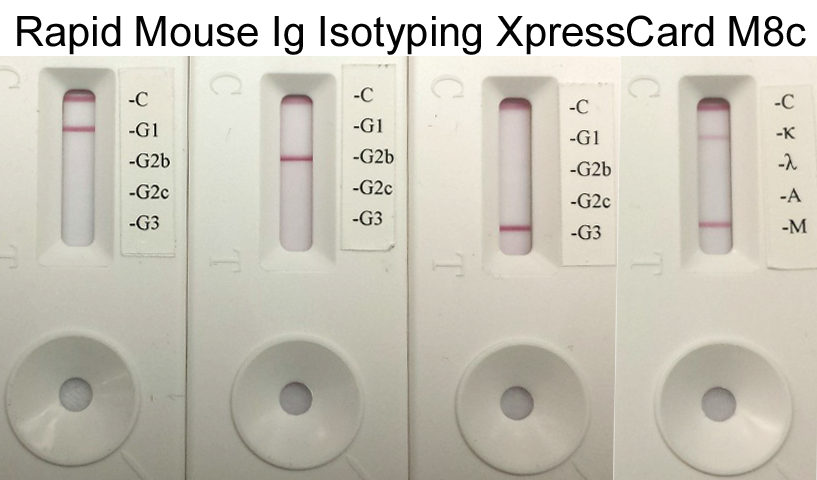 Rapid Mouse Monoclonal Antibody Isotyping Kit-3 (10 tests)