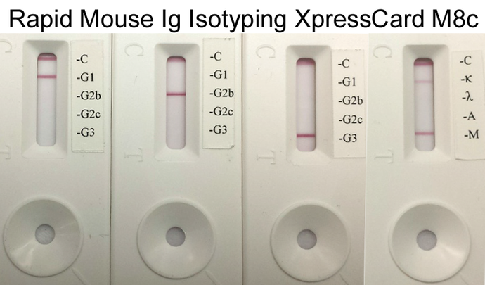 Rapid Mouse Monoclonal Antibody Isotyping Kit-3 (5 tests)