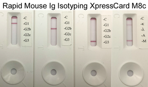 Rapid Mouse Monoclonal Antibody Isotyping Kit-3 (20 tests)